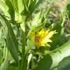 Wooly Mule ears