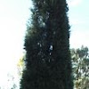 Italian Cypress