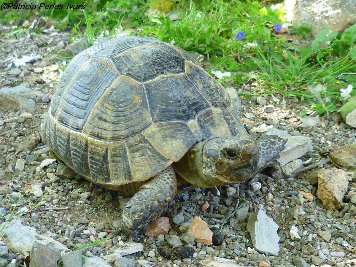 Greek tortoise