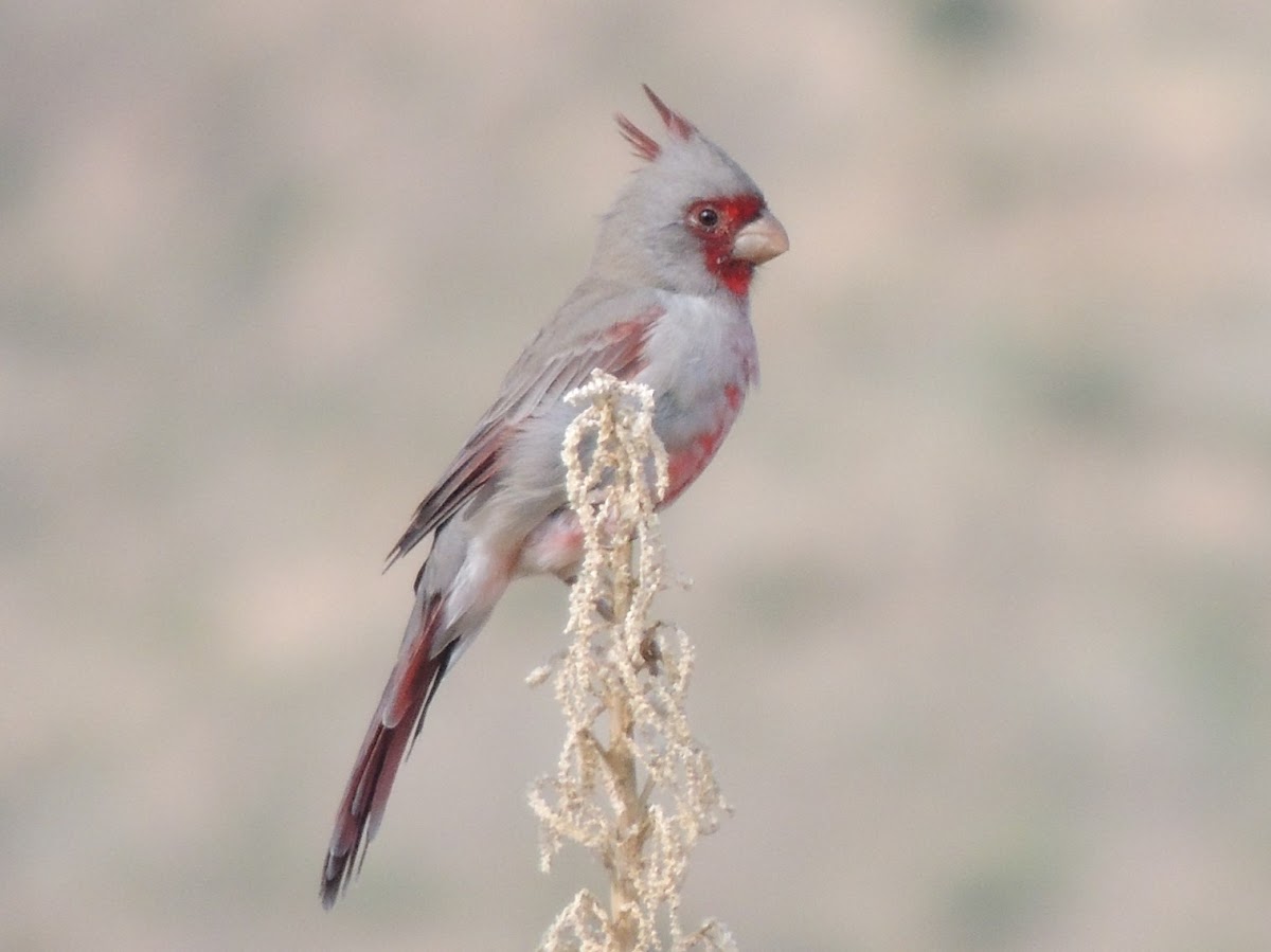 Pyrrhuloxia