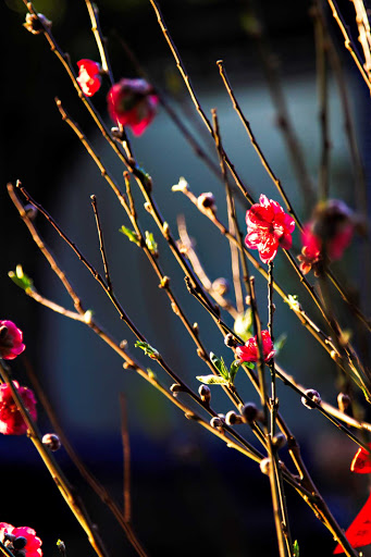 azamara-Hong-Kong-Flowers.jpg - Blossoms in Aberdeen, Hong Kong.