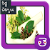 Ayurveda Siddha Herbs Plants Tips In Telugu5.0