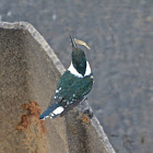 Green Kingfisher - female