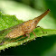 Long-nosed Planthopper