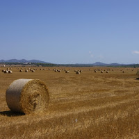 Campagna mallorquina di 