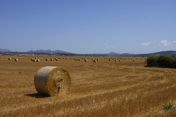 Campagna mallorquina di MARCOalpha