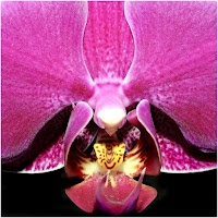 Orchidea Selvaggia di 