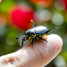 Besouro-da-Roseira / Rose Bush Beetle