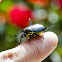 Besouro-da-Roseira / Rose Bush Beetle