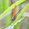 Indo-chinese Copperwing