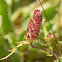 Cutleaf Selfheal