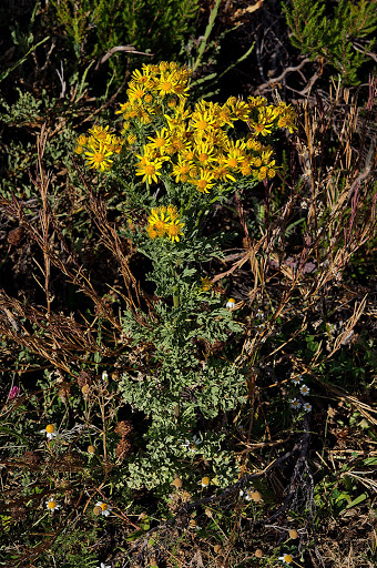 Senecio jacobaea