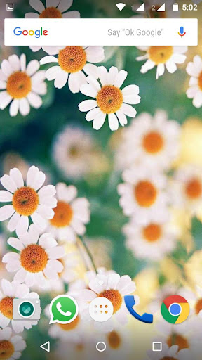 Daisy Flower HD Wallpaper