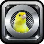 Complete Voice canaries Apk