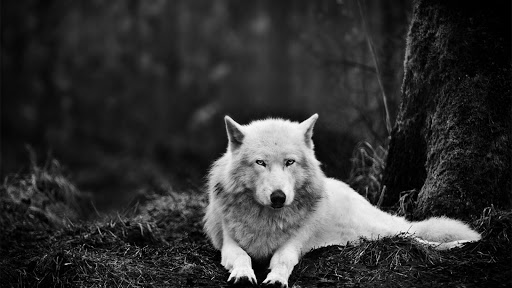 Gray wolf.Live wallpaper