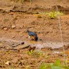 Red rumped Swallow