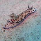 Leopard nudibranch