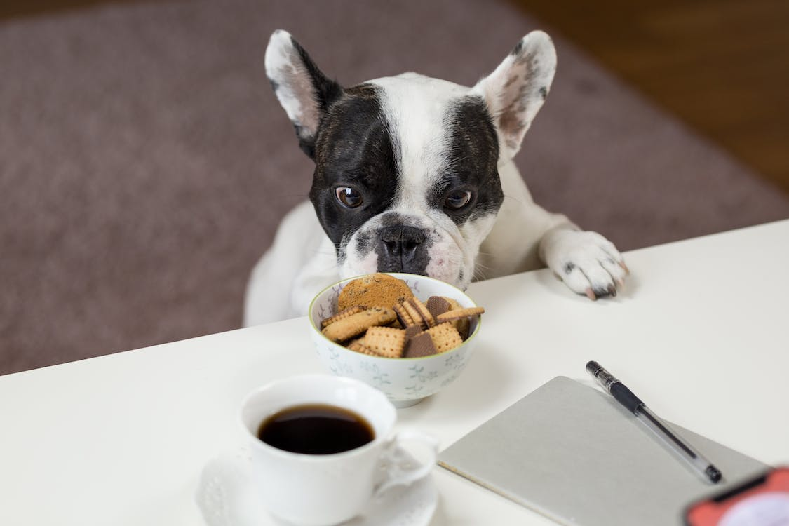 Best Dog Foods for French bulldogs