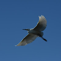 Ardea Alba di 