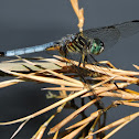 Blue dasher