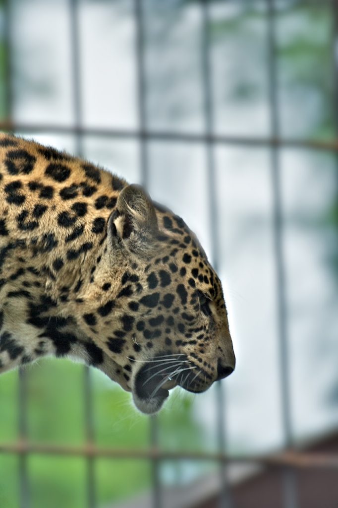 Leopardo di robi7857