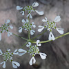 Mediterranean Hartwort