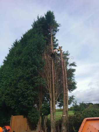 S Smith and Sons Tree surgery and Hedge care album cover