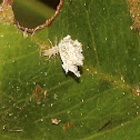 Debris-carrying Larva