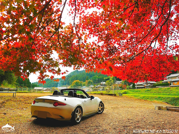 ロードスターのドライブ・撮影ドライブ・紅葉・紅葉コラボ・紅葉と愛車に関するカスタム事例の投稿画像3枚目