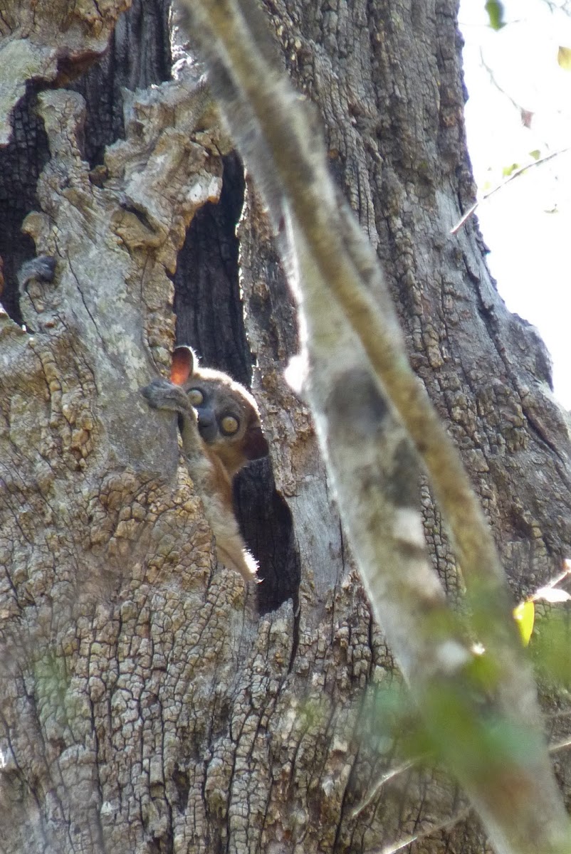 Hubbard's Sportive Lemur