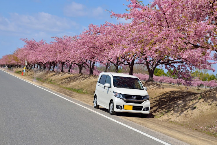 N-WGN カスタムの岡山・児島湖花回廊・河津桜に関するカスタム事例の投稿画像4枚目