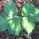 Jack in the Pulpit