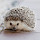 Hedgehog HD Wallpapers New Tab