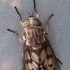 Horse Fly