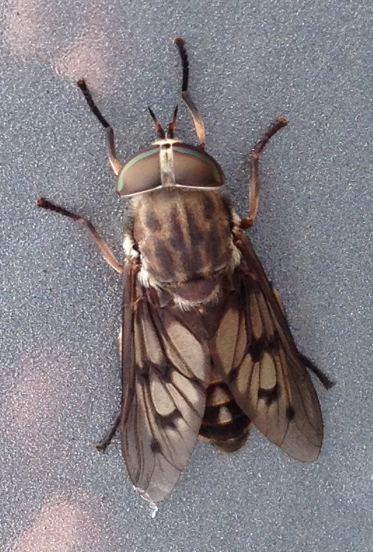 Horse Fly