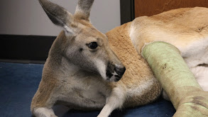 The Roo to Recovery thumbnail