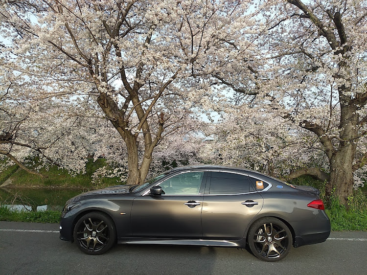 フーガ 51の4月6日(土)・春の龍穣会告知・曽我川沿いの桜🌸・奈良県橿原市に関するカスタム事例の投稿画像7枚目