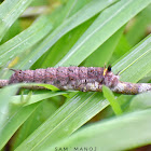 Drinker Moth Caterpillar