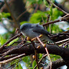 Blue-gray Gnatcatcher