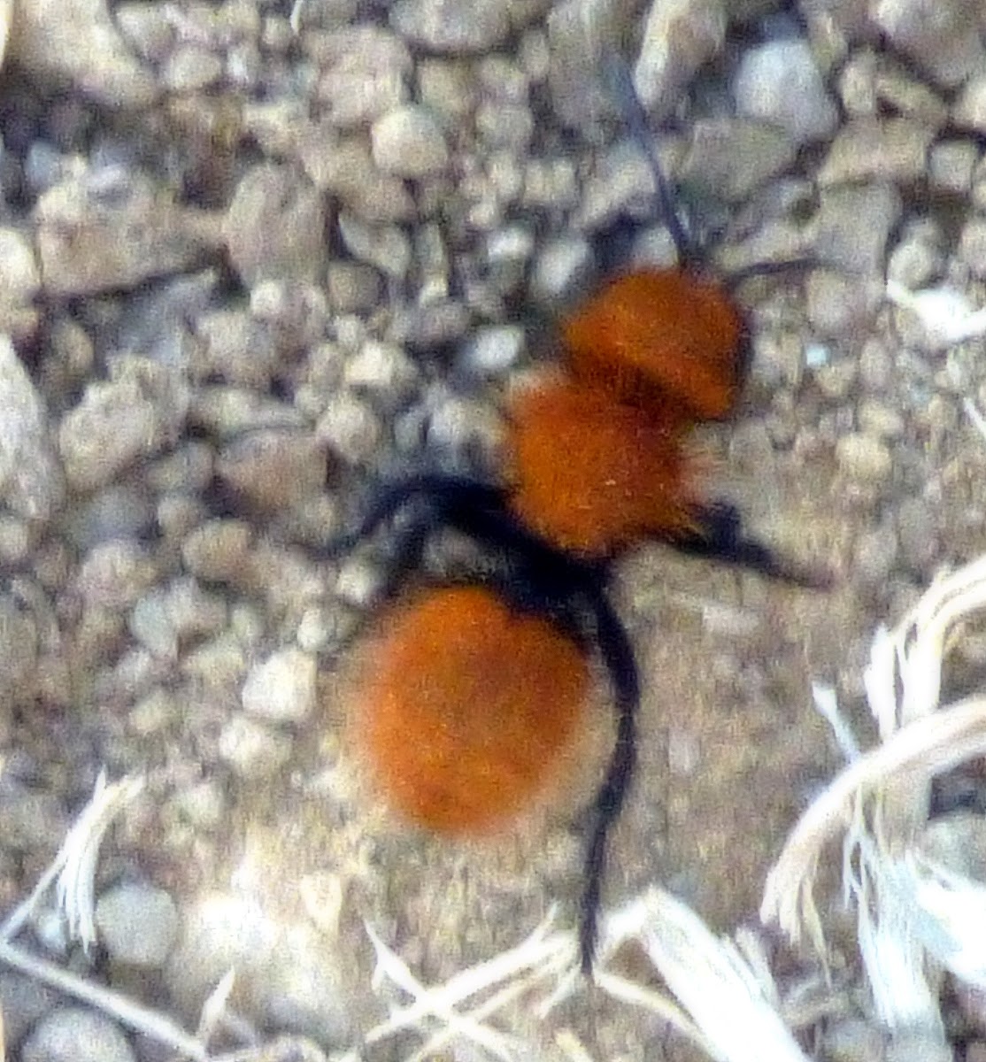 Velvet Ant aka Cow killer