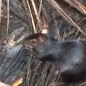 Agouti