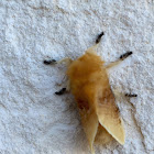 Southern Flannel Moth