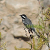 Black-throated Gray Warbler