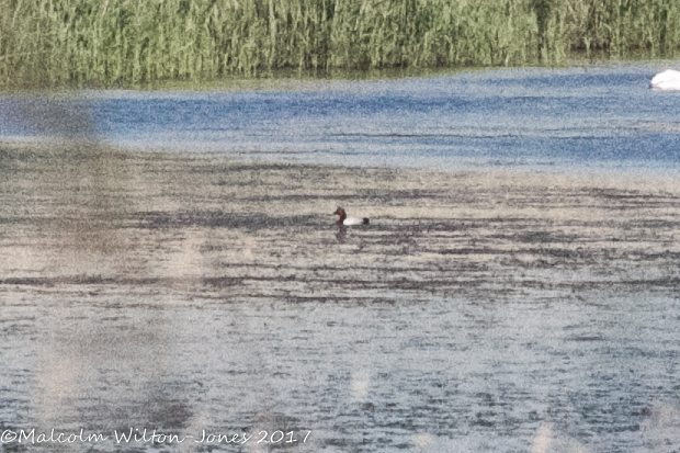 Pochard