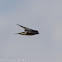 Barn Swallow; Golondrina Común