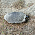 Wood Turtle