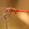 Libélula (Red-veined darter)