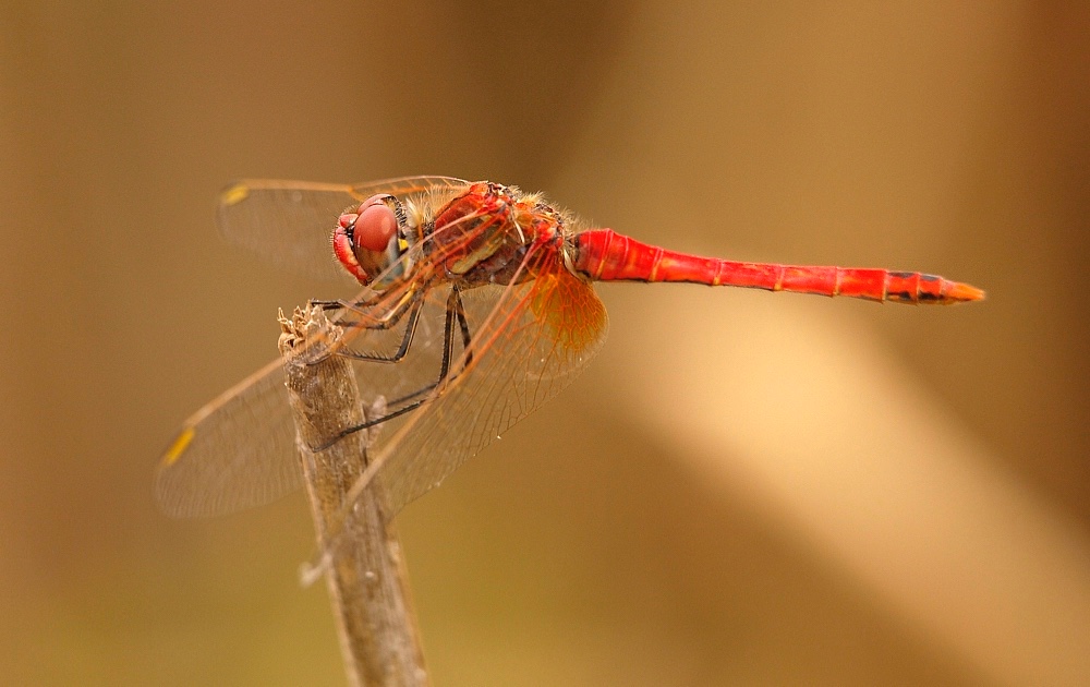 Libélula (Red-veined darter)