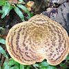 Dryad's saddle