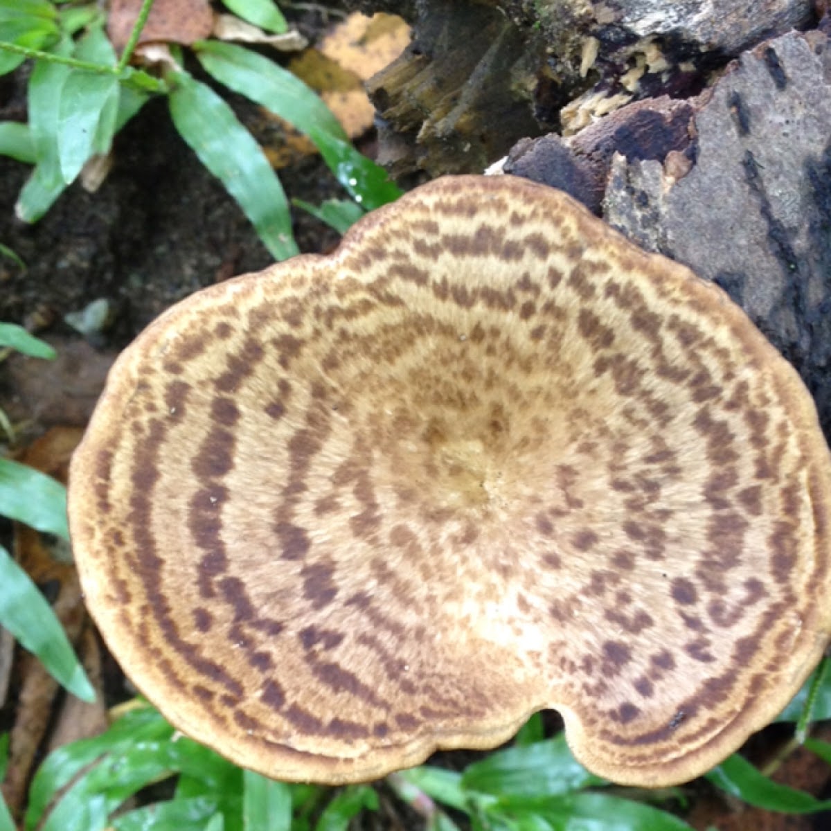 Dryad's saddle